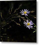 Asters In Woodland Light Metal Print