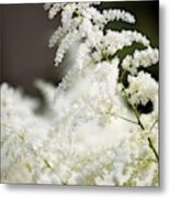 Astilbe Bridal Veil Metal Print