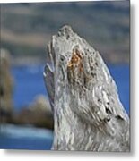 Diftwood At Pillar Point Metal Print