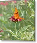 At Rest - Gulf Fritillary Butterfly Metal Print
