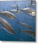 Atlantic Bluefin Tuna School Turkey Metal Print