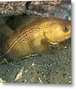 Atlantic Cod Resting On Sand Metal Print