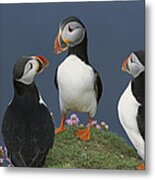 Atlantic Puffin Group Courting Metal Print