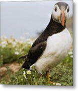 Atlantic Puffin In Breeding Plumage Metal Print