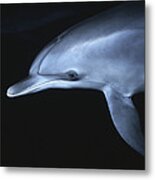 Atlantic Spotted Dolphin Juvenile Metal Print
