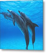 Atlantic Spotted Dolphins With Remoras Metal Print