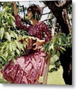 Audrey Hepburn Picking Cherries In Her Orchard Metal Print