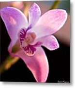 Australian Bush Orchid Metal Print