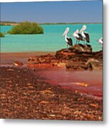 Australian Pelicans Roebuck Bay Metal Print