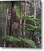 Australian Tree Fern Metal Print