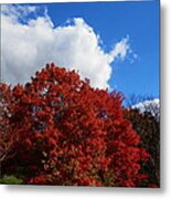 Autumn Blaze Metal Print