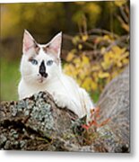 Autumn Cat Metal Print