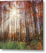 Autumn Cypress - Fall - Trees Metal Print