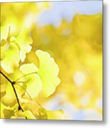 Autumn Ginkgo Leaves Metal Print