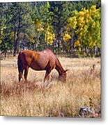 Autumn High Country Horse Grazing Metal Print