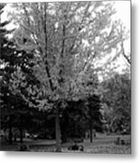 Autumn In Black And White Metal Print