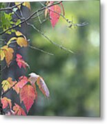 Autumn Ivy 2 Metal Print