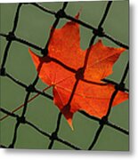 Autumn Leaf In Net Metal Print