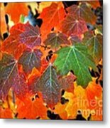 Autumn Leaf Progression Metal Print