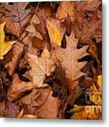 Autumn Leaves Metal Print