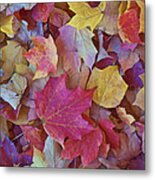 Autumn Maple Leaves - Phone Case Metal Print