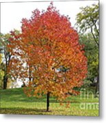 Autumn Red Tree Metal Print