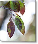 Autumn Tones Metal Print