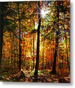 Autumn Woods Metal Print