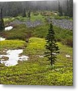 Avalanche Lilies At Paradise Valley Metal Print