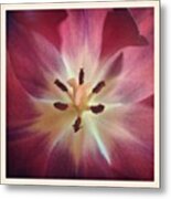 B-day Tulip :-) Metal Print