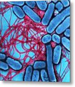 B2201367 - Salmonella Enteritidis Metal Print