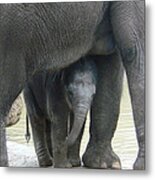 Baby Asian Elephant With Mother Metal Print