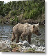 Baby Brown Bear Cub Walking Along Shore Of Funnel Creek Metal Print