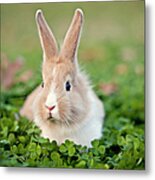 Baby Bunny In Clover Field Metal Print