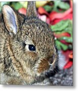 Baby Bunny Rabbit Metal Print