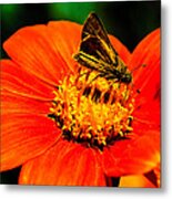 Baby Butterfly Metal Print