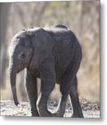 Baby Elephant Metal Print