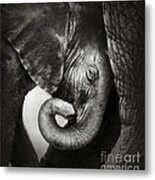 Baby Elephant Seeking Comfort Metal Print