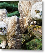 Baby Great Horned Owls Bubo Virginianus Metal Print