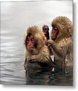 Baby Japanese Macaques Snow Monkeys Metal Print