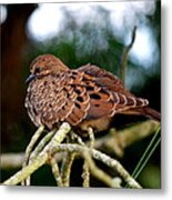Baby Mourning Dove Metal Print