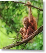 Baby Orangutan In Borneo Metal Print