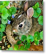 Baby Rabbit Metal Print