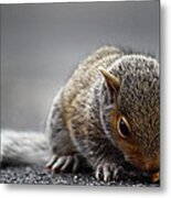 Baby Squirrel Gets A Snack Metal Print