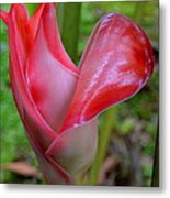 Baby Torch Ginger In Pink Metal Print
