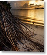 Back To Your Roots Metal Print