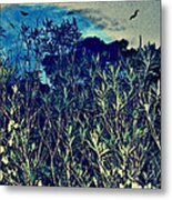 Back Yard Sky Metal Print