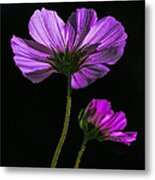 Backlit Blossoms Metal Print