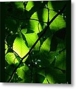 Backlit Green Leaves Metal Print