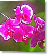 Backlit Orchids Metal Print